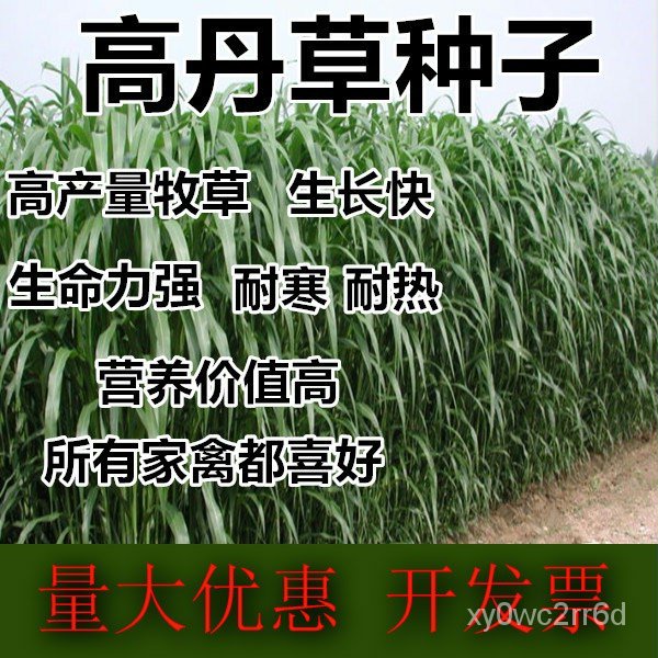 Cattle Feed Grass Seed Perennial Animal Husbandry Grass Seed Seeds