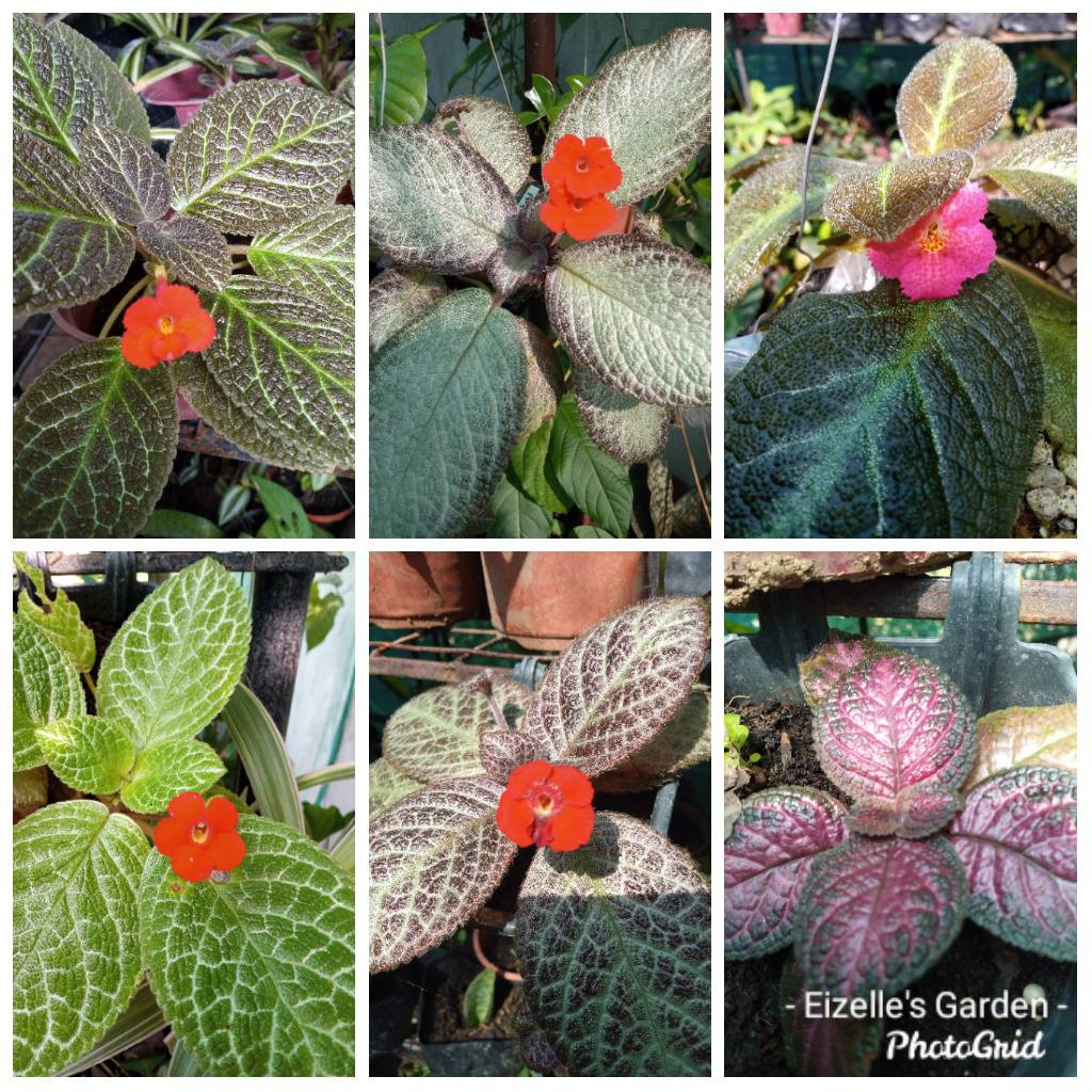 Episcia varieties deals