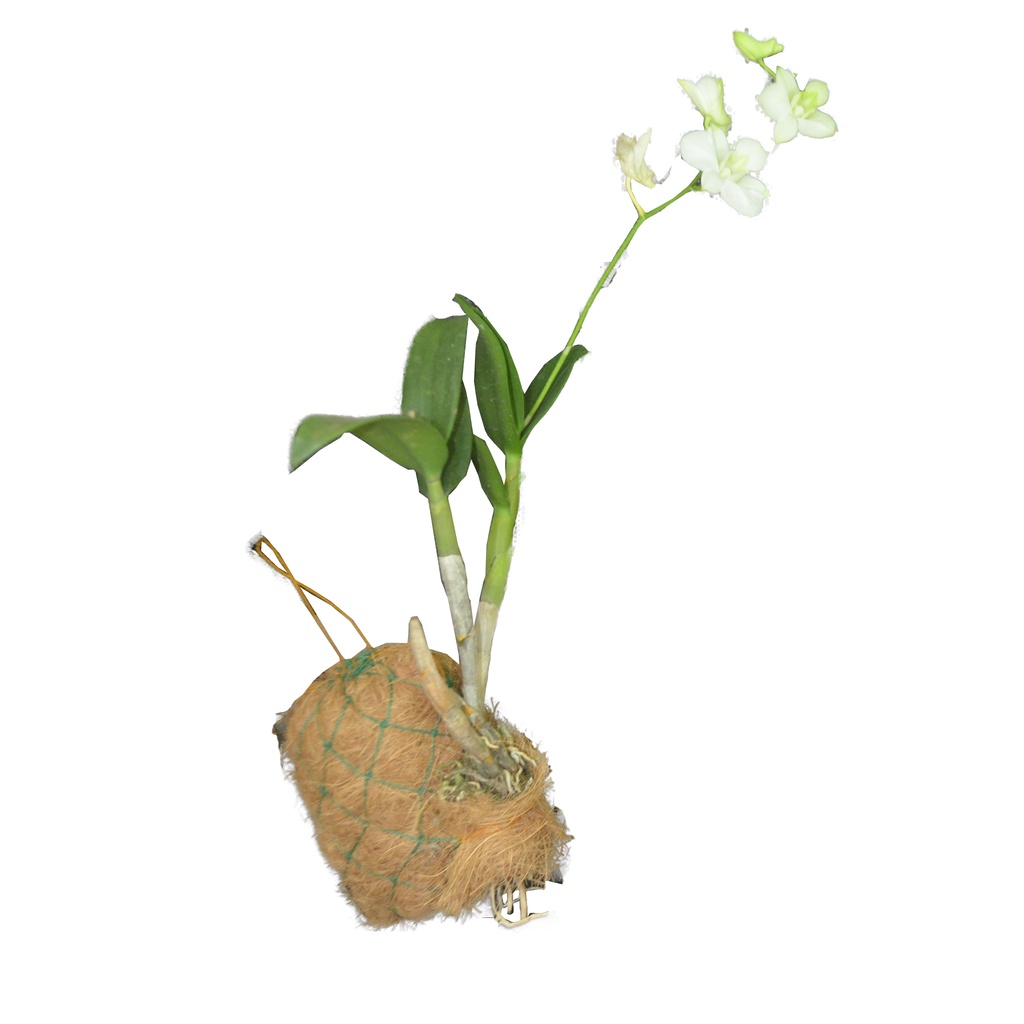 COCO WATTLES | 10cm Coco Wattles for your plants | Best for Orchids ...