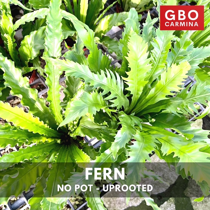 GBO Carmina: Fern - Bird’s Nest / Dapo | Live Plant | Shopee Philippines