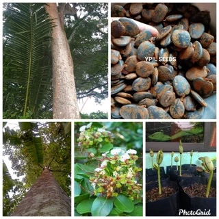Shop ipil ipil for Sale on Shopee Philippines