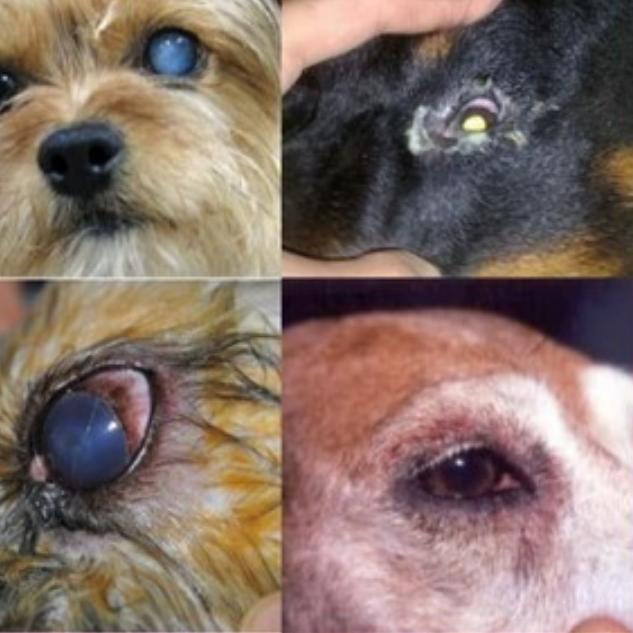 MATA Best! Best! Medicine For Animal Eye Drops For Dogs Cats Rabbits ...