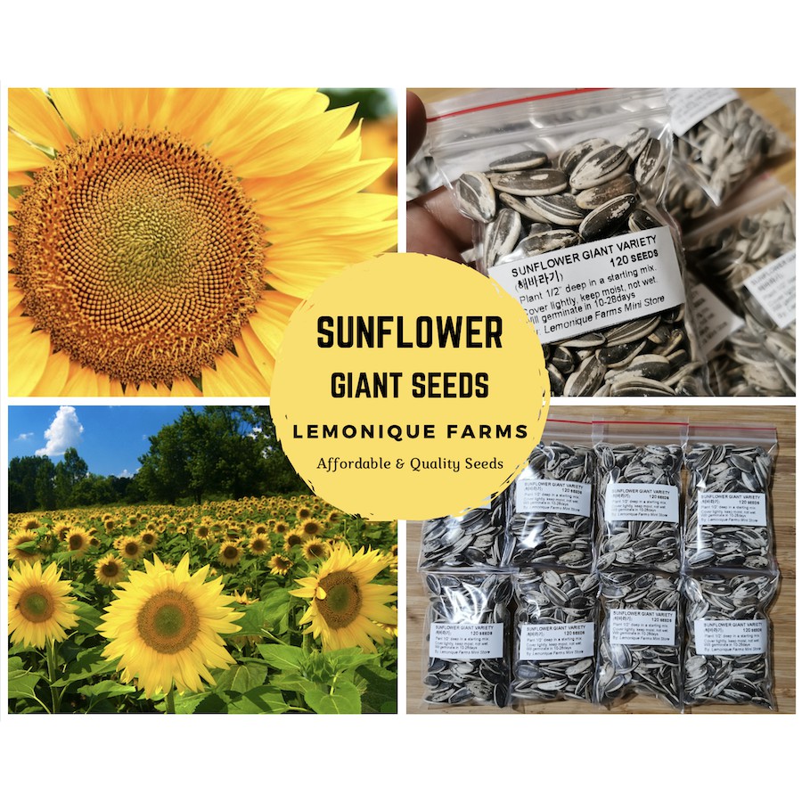120 seeds or 20 seeds Giant Sunflower Seeds for planting Shopee Philippines