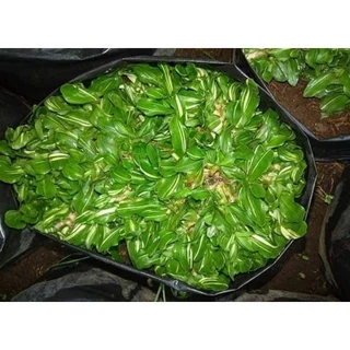 Shop frog grass for Sale on Shopee Philippines