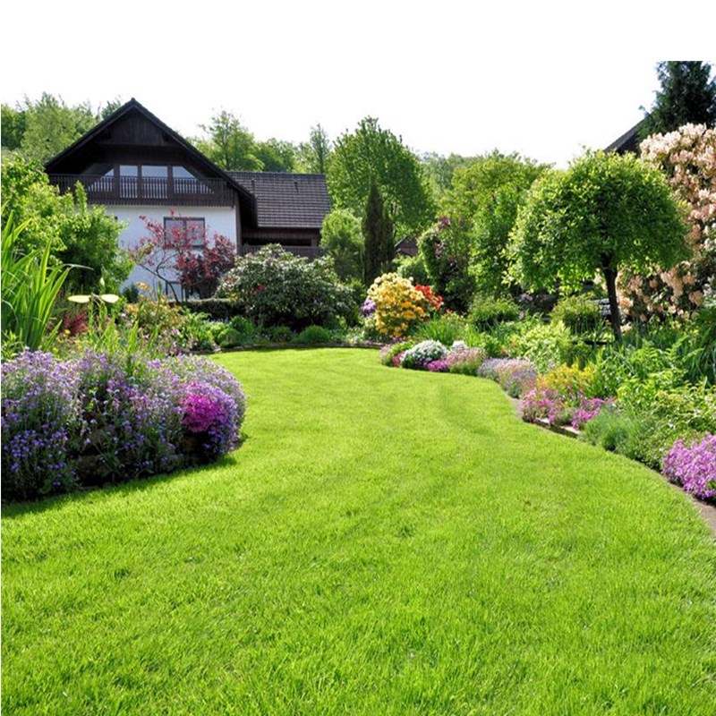 [Fast Germination] 200 Seeds/pack Lawn Grass Seed Bermuda Grass Seeds