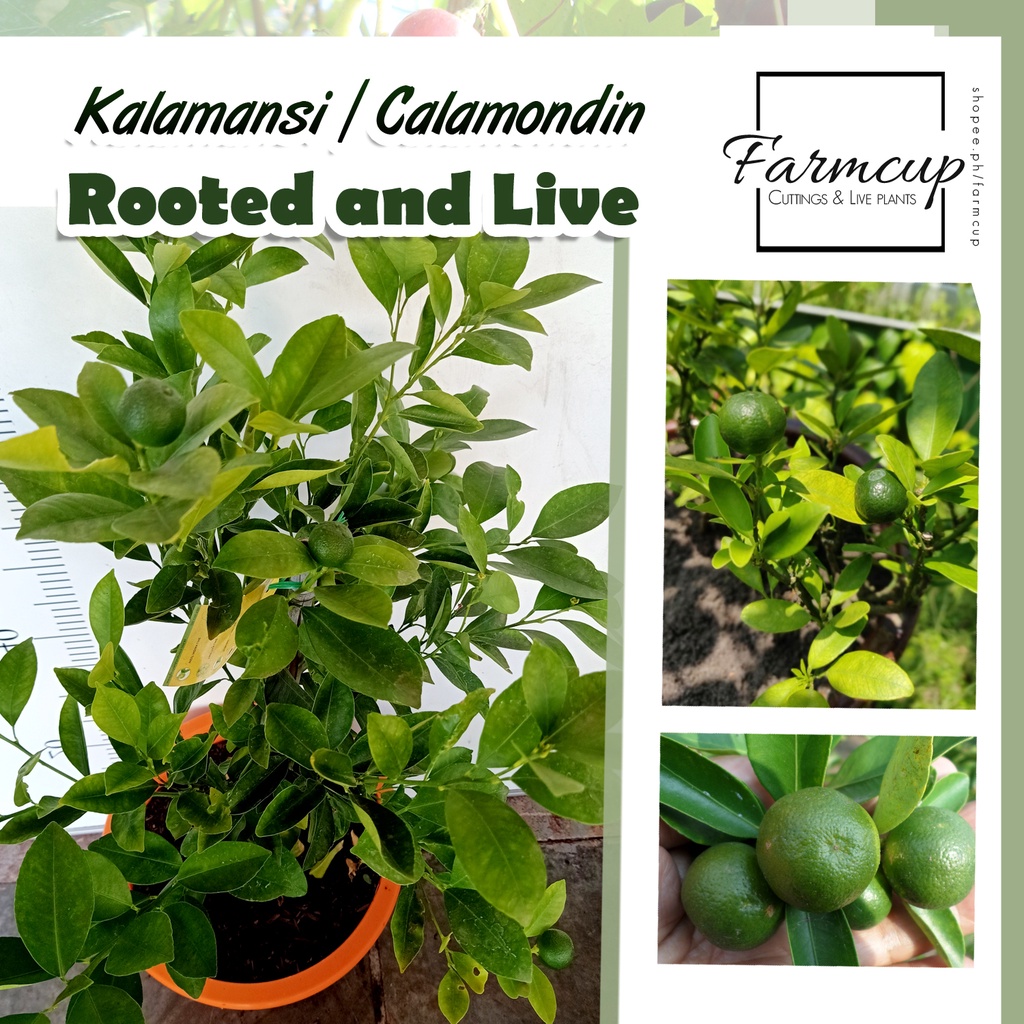 Shop calamansi tree for Sale on Shopee Philippines