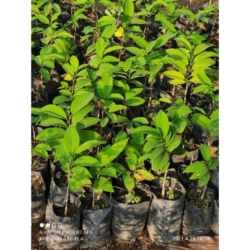 Atis/Sugar apple in seedling bag(NATIVE) | Shopee Philippines