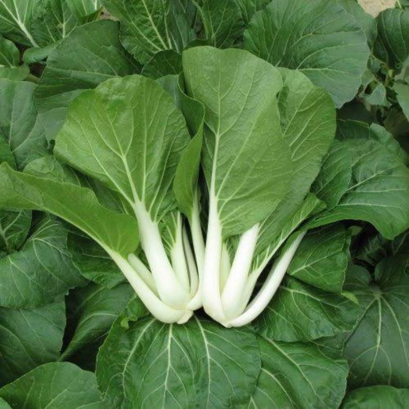Pechay Black Behi Variety Seeds | Shopee Philippines