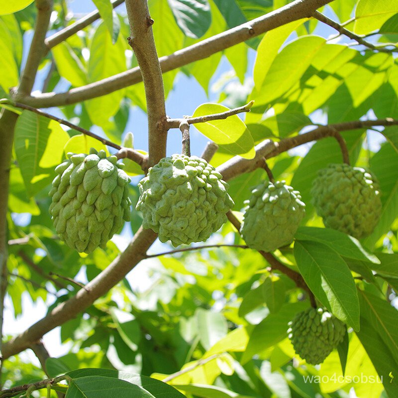 Huang Zhongwen Annona Fruit Sapling Taiwan Pineapple Fruit Sapling Red