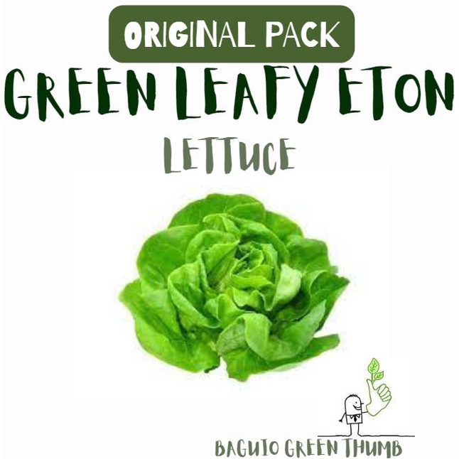 LETTUCE Green Leafy Eton Seeds Lechugas (original pack approx 1,184