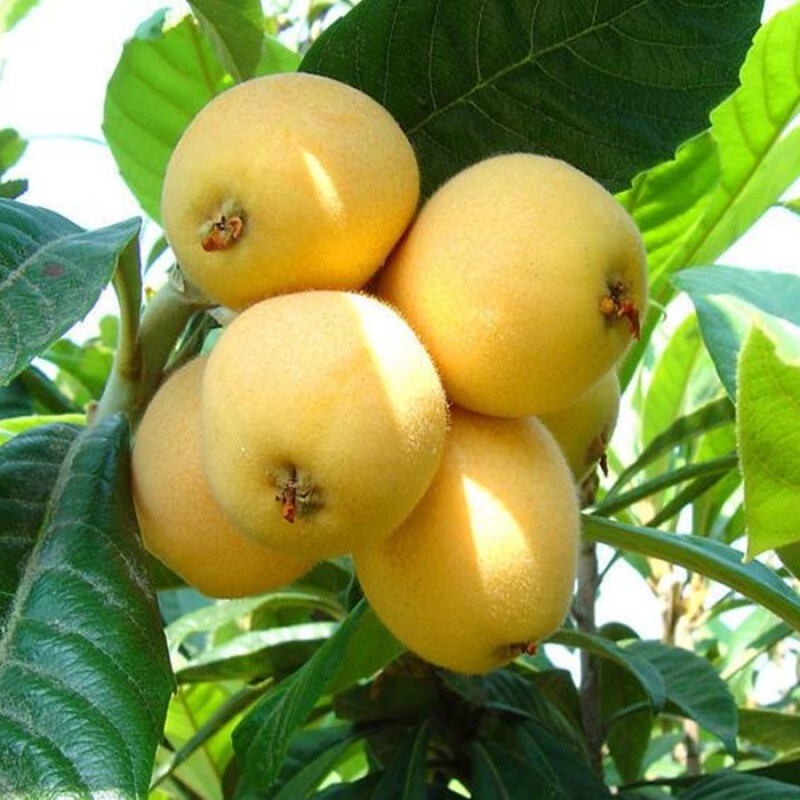 Wheat Seedling Loquat Fruit Nursery StockFine Fruit Trees in Fruits