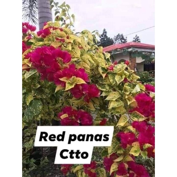 SALE!! BOUGAINVILLEA CUTTINGS Shopee Philippines