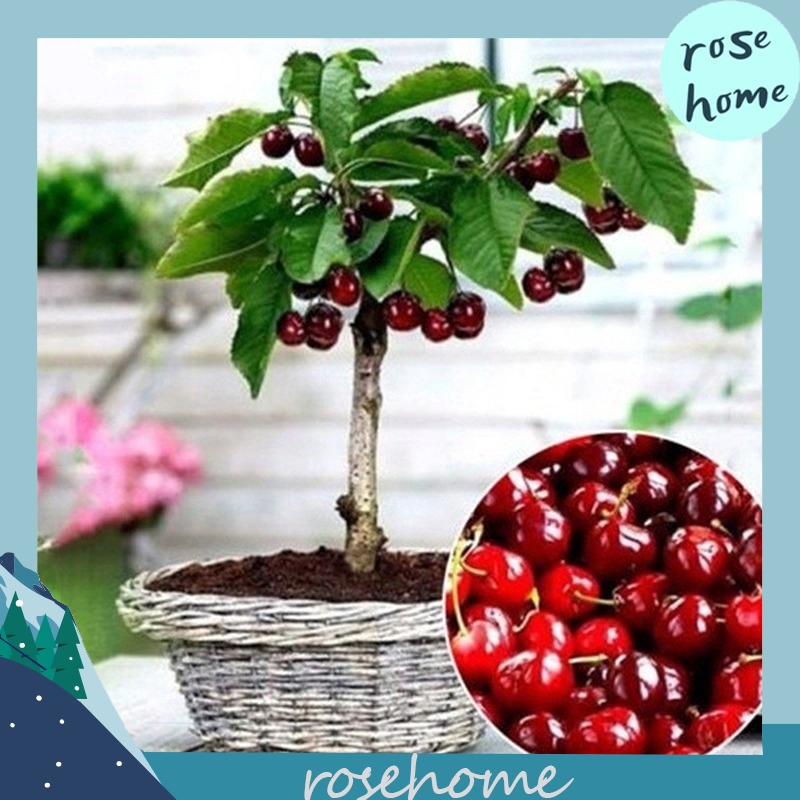 10pcs Cherry Seeds Organic Seeds Fruit Seeds Bonsai Tree Seeds Home ...