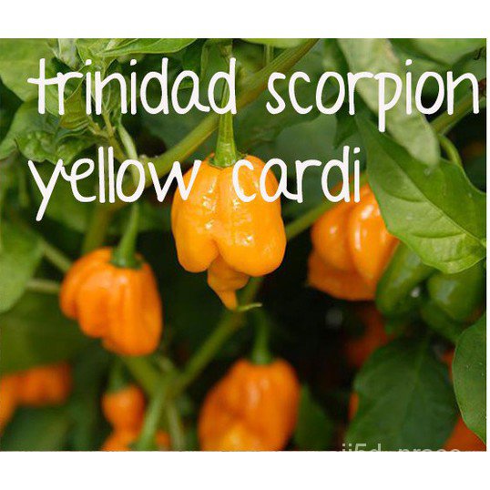 Mixed Seeds trinidad scorpion yellow cardi chili pepper peppe Oregano ...