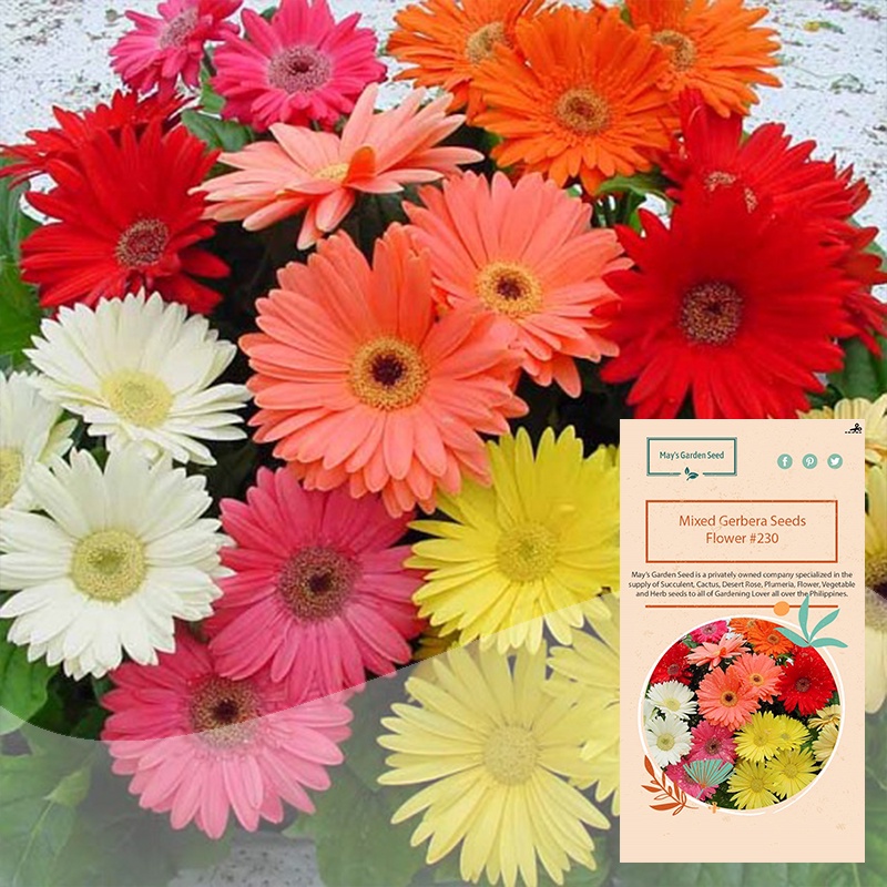 Mixed Gerbera Daisy Seeds, Flower Seeds230 Shopee Philippines