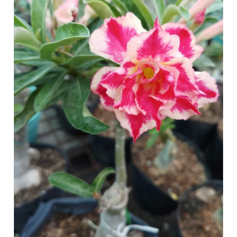 Adenium Seeds High Germination plus Free flower Seeds (50/100 Seeds ...
