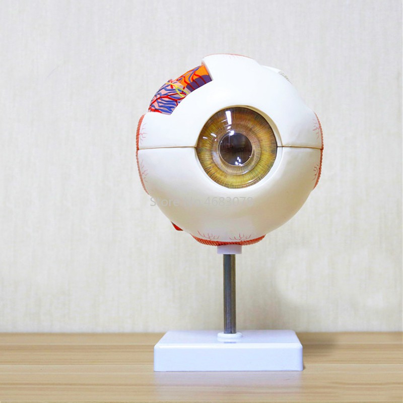 6 Times Human Eye Anatomy Model ENT Ophthalmology Eyeball internal ...