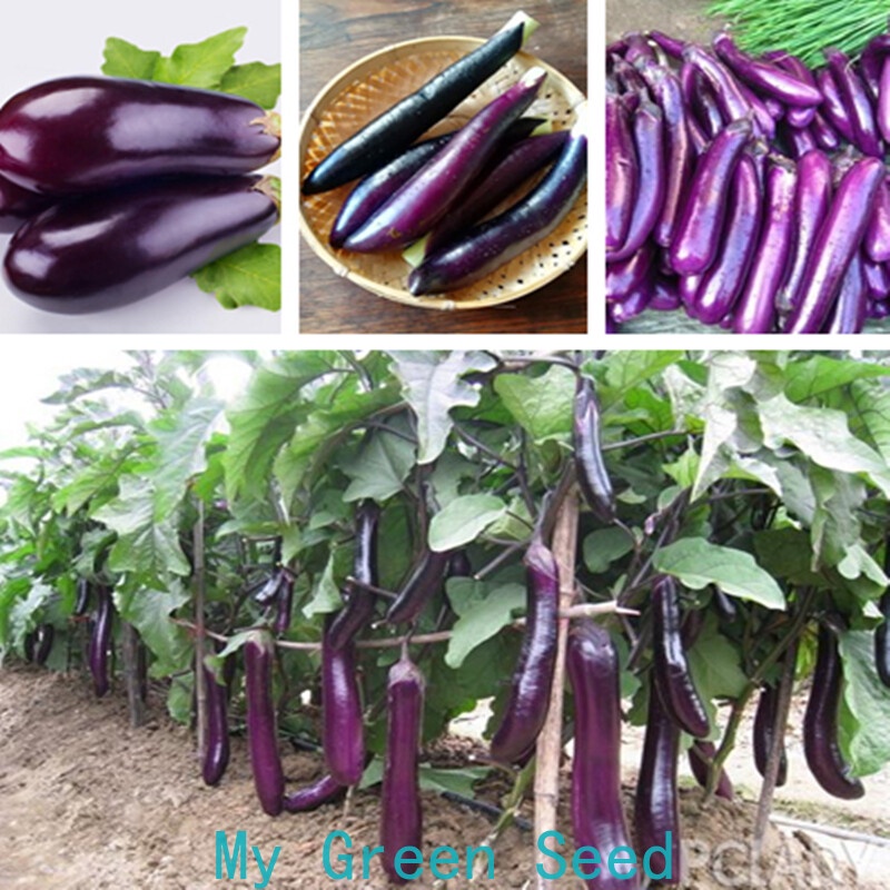 Eggplant Round Purple 200 Seeds Terung Bulat Seeds Vegetable Sayur