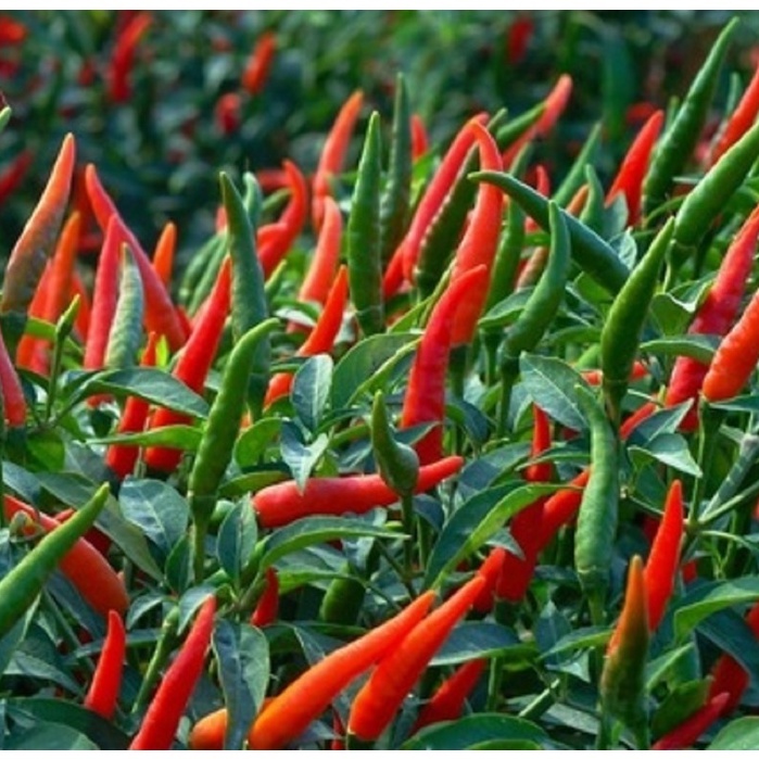 RED HOT CHILI SEEDS 