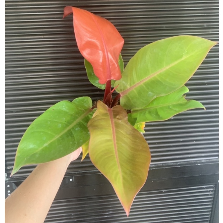 Cherry Red Philodendron IMPORTED | Shopee Philippines