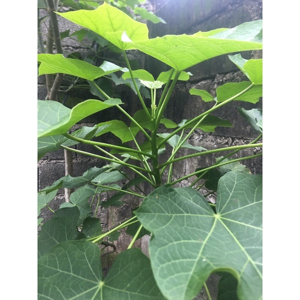 Tuba Tuba fresh leaves 25 leaves per order (Sale within Luzon only