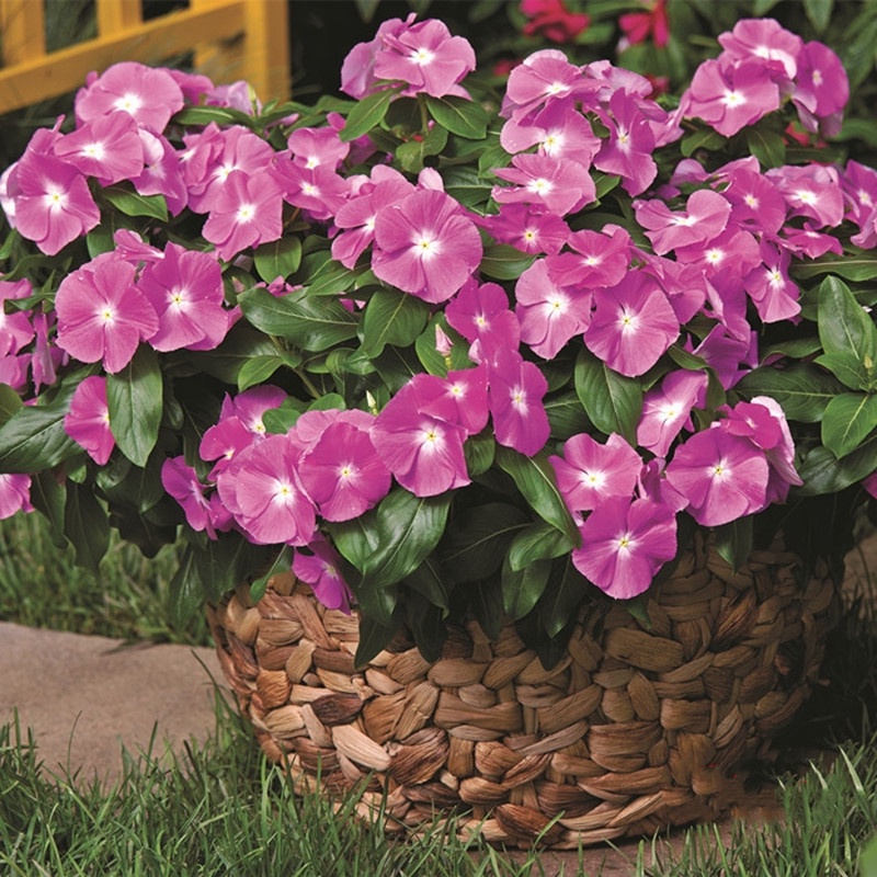 Color Mixing Periwinkle Seeds Vinca Carmina Periwinkle Flower Seeds (It