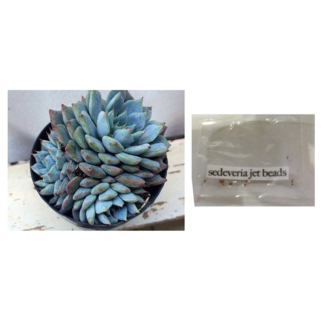 sedeveria-blue-elf-succulent-lithops-cactus-seeds-shopee-philippines