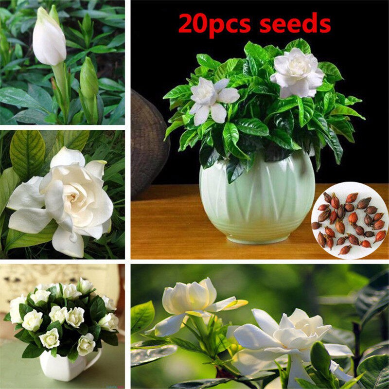 50Pcs Gardenia Seeds Gardenia Bulb Bonsai Cape Jasmine Garden Potted