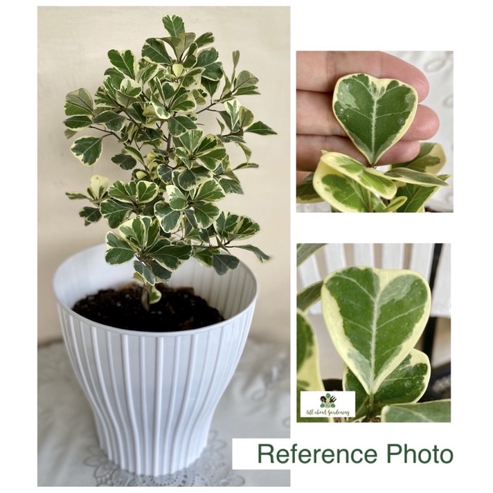 Ficus Triangularis Variegata POTTED (Strictly for LUZON AREA only