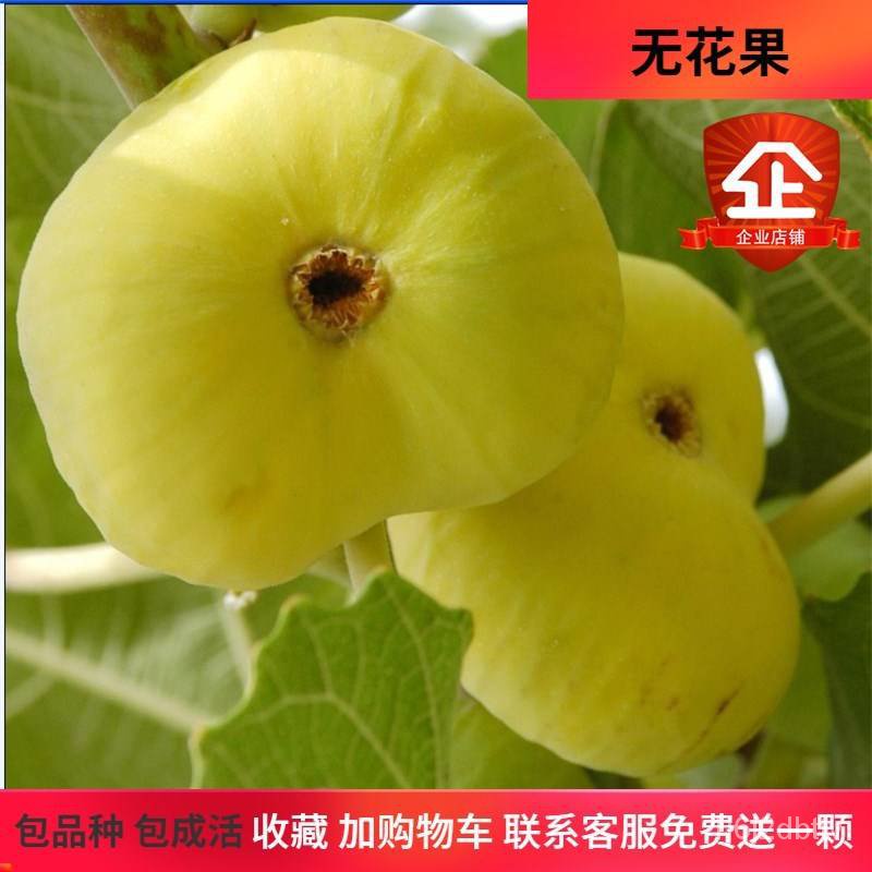 Hunan Fruit Tree Seedlings Fig Sapling South and North Garden Planting ...