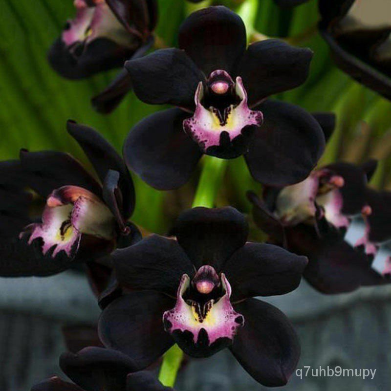 Rare Black Cymbidium Faberi Orchid Flower Seeds Garden Home Plant Decor ...