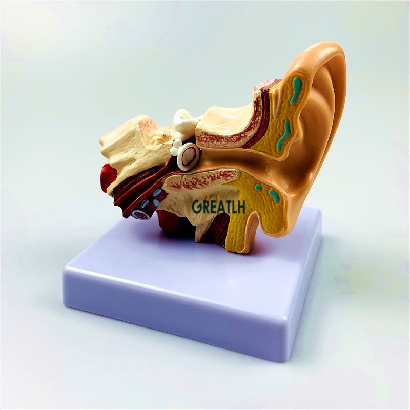 External Ears Human Ear Anatomy Model Organ Model 1.5 times Medical