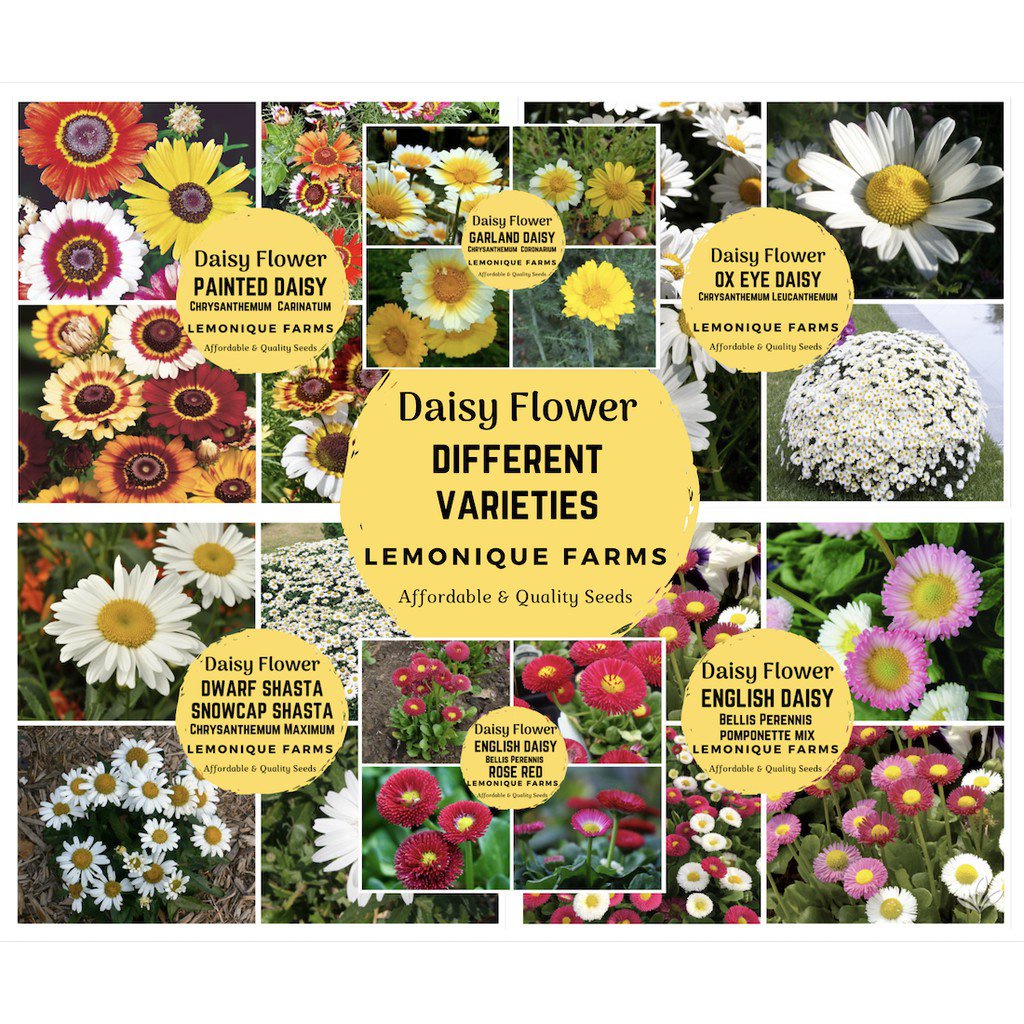 flower seeds daisy flower seeds | Chrysanthemum | Shasta Daisy | Ox Eye ...