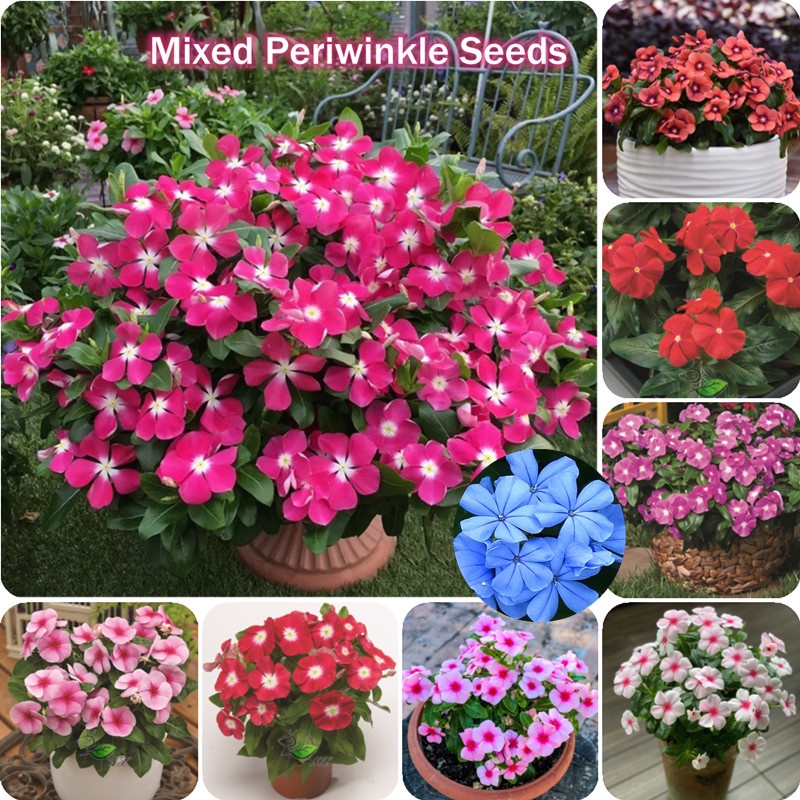 Color Mixing Periwinkle Seeds for Planting Vinca Carmina Periwinkle