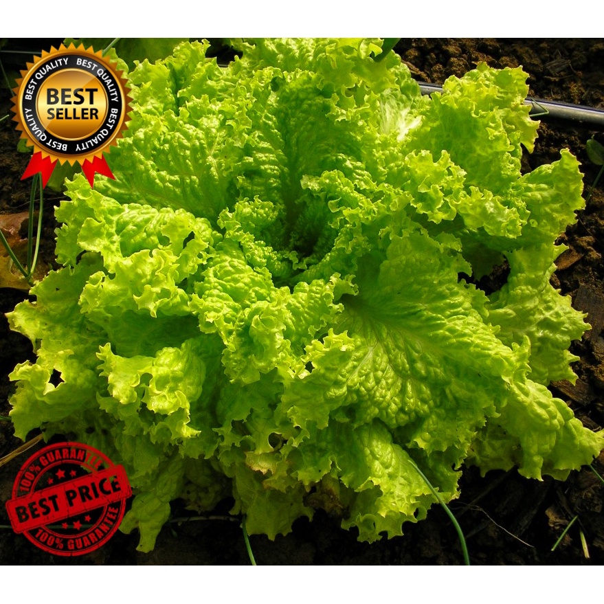 (200PCS SEEDS) GREEN RAPID LETTUCE SEEDS /FOR BEGGINERS VARIETY/EASY