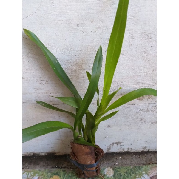 Oncidium Dancing lady orchid LUZON ONLY | Shopee Philippines