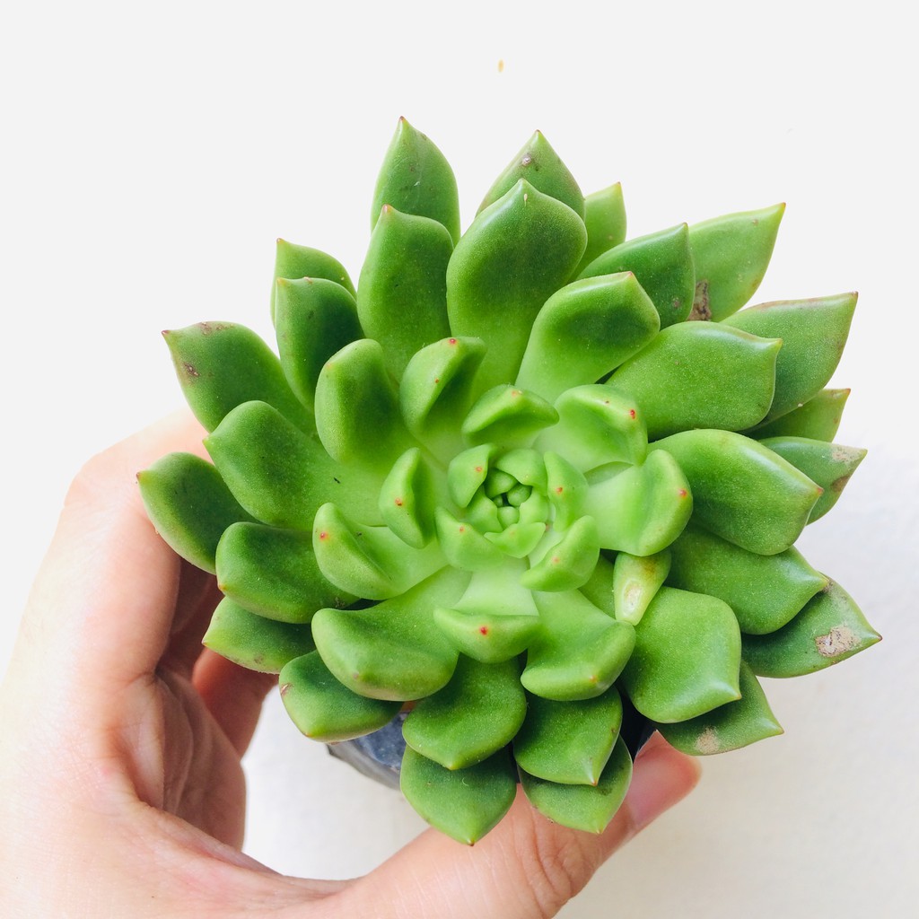 GREEN PRINCE SUCCULENT Shopee Philippines