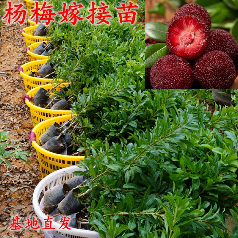 Authentic Yangmei seedlings Dongkui black charcoal grafted seedlings in