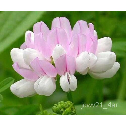 seeds flower plants 45+ Coronilla Varia Crown Vetch Perennial Flower
