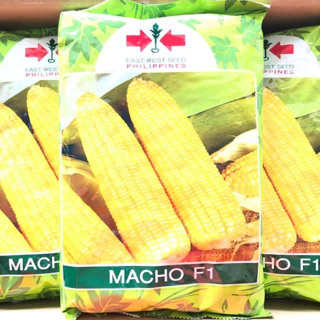 EAST WEST MACHO DOS F1 CORN MAIS SEEDS SWEET CORN HYBRID SEEDS (1