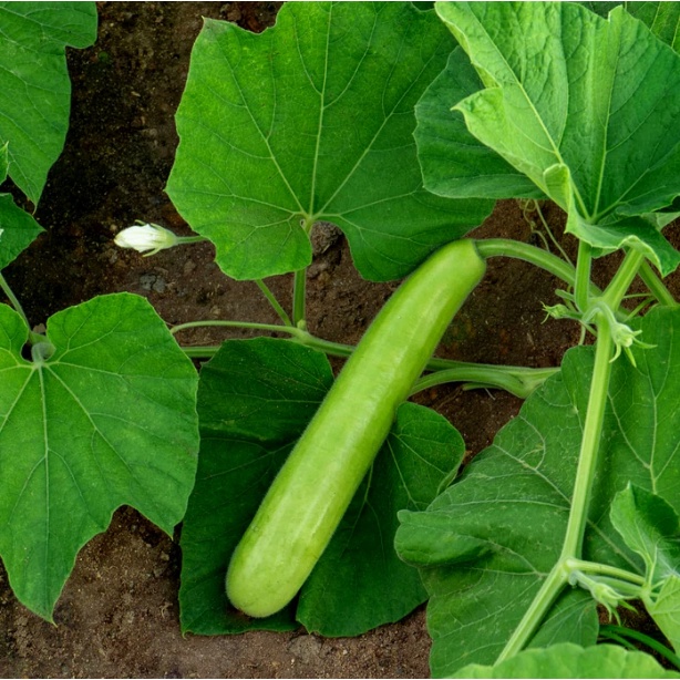 P25 per pack upo / bottle gourd seeds - condor seeds - plant ...