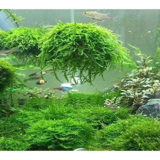 Preserved Moss Wall Decor Real Preserved Moss No Maintenance Required  Naturally Preserved Moss for Home Wall Party Festivals Crafts Xmas Indoor  Office Decoration 