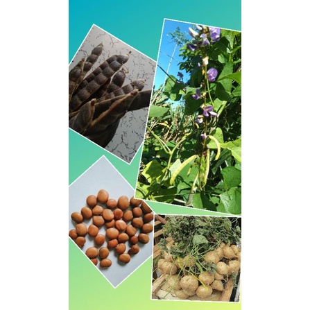 Singkamas / Yam Bean / Jicama Vine Seeds | Shopee Philippines