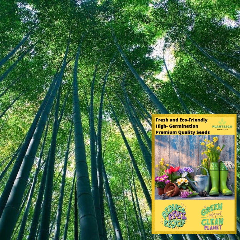 Bamboo Seeds ZA25 5 seeds of High germination Flower Plant seeds P2G