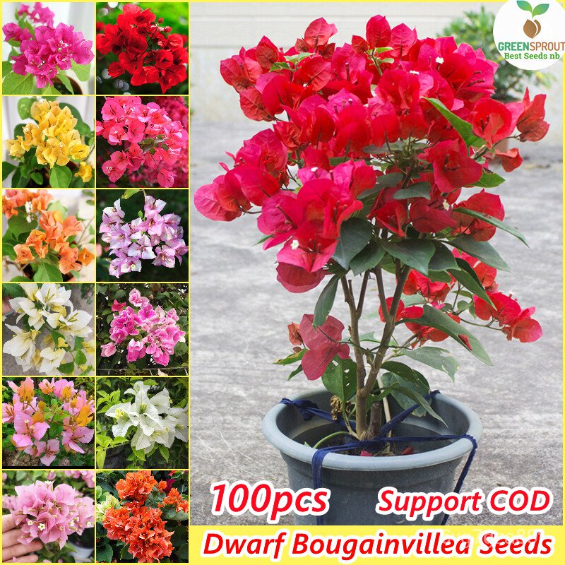 spot seeds[100 Original Seed] Dwarf Bougainvillea Bonsai Seeds