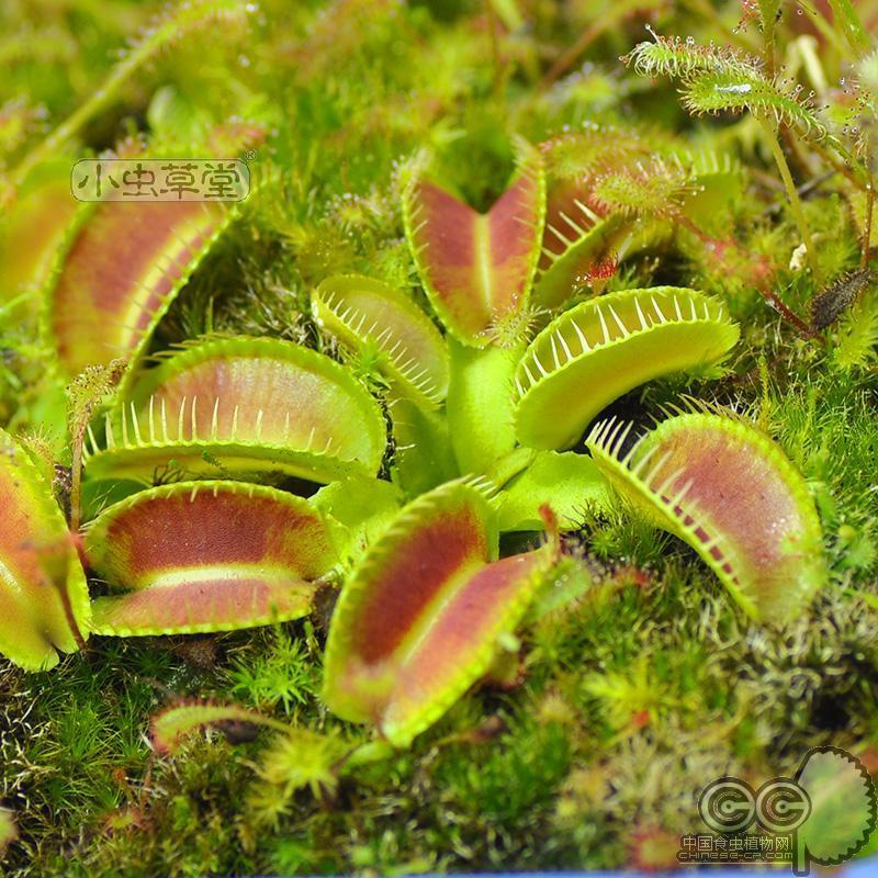 Alien Venus flytrap DM.Alien rare species carnivorous herbivorous ...