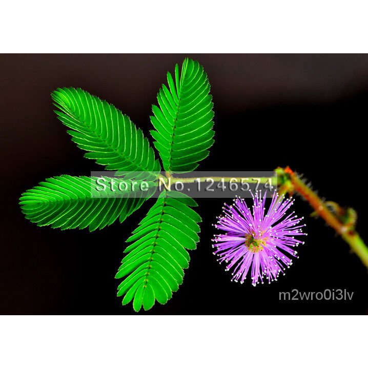 Bashful grass Seeds, Mimosa pudica Linn, Foliage Mimosa pudica ...