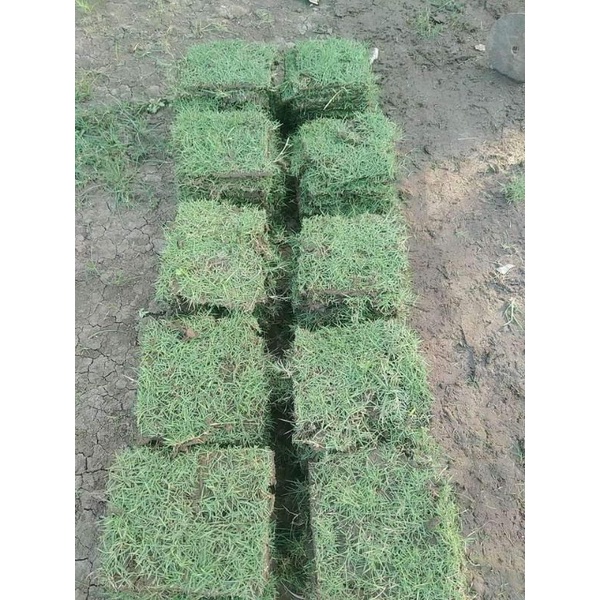 Bermuda/Blue grass, Carabao grass, Frog grass FOR DELIVERY ONLY ‼️‼️‼️ ...