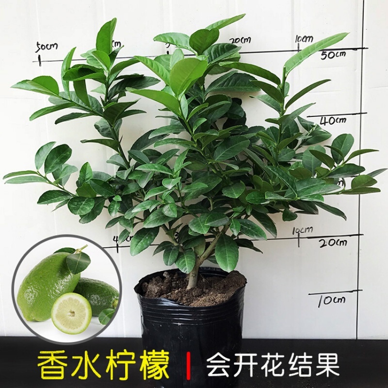 Fruit Tree Seedlings Lemon seedling Four Seasons Red Seedless Lemon ...