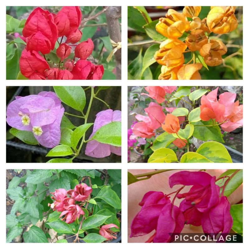 TANGLONG FAMILY + 2 MORE RARE VARIETIES BOUGAINVILLEA CUTTINGS (NOT YET ...